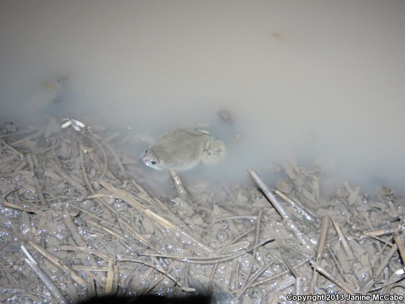 Mazatlan Narrow-mouthed Toad (Gastrophryne olivacea mazatlanensis)