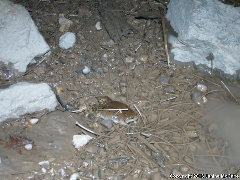 Mazatlan Narrow-mouthed Toad (Gastrophryne olivacea mazatlanensis)