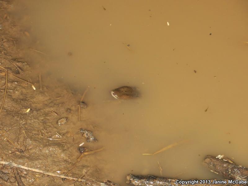 Mazatlan Narrow-mouthed Toad (Gastrophryne olivacea mazatlanensis)