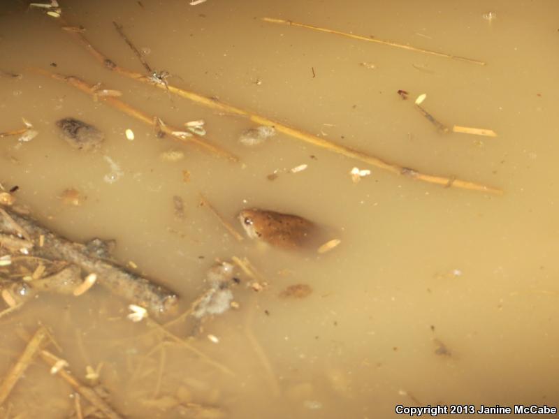 Mazatlan Narrow-mouthed Toad (Gastrophryne olivacea mazatlanensis)