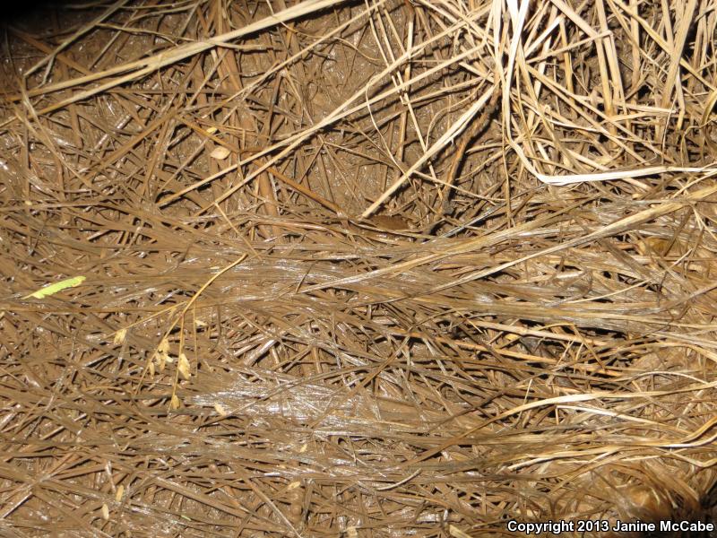 Mazatlan Narrow-mouthed Toad (Gastrophryne olivacea mazatlanensis)