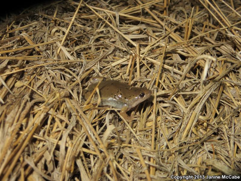 Mazatlan Narrow-mouthed Toad (Gastrophryne olivacea mazatlanensis)