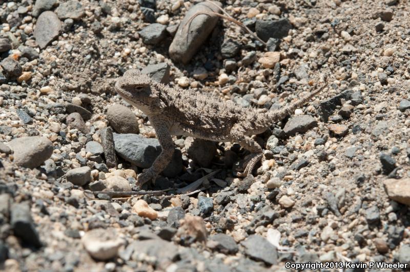 Pygmy Short-horned Lizard (Phrynosoma douglasii)