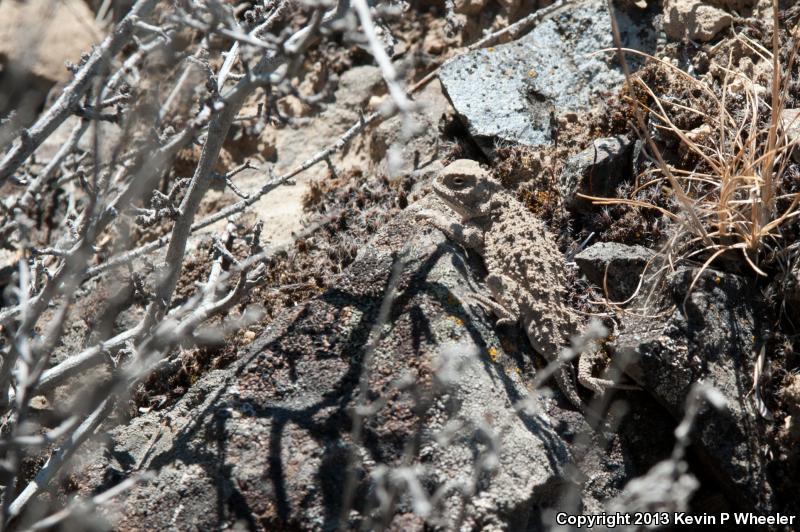 Pygmy Short-horned Lizard (Phrynosoma douglasii)