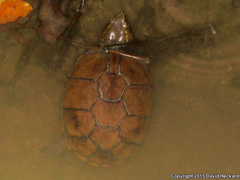 Mississippi Mud Turtle (Kinosternon subrubrum hippocrepis)