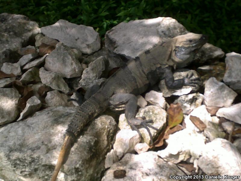 Gray's Spiny-tailed Iguana (Ctenosaura similis similis)