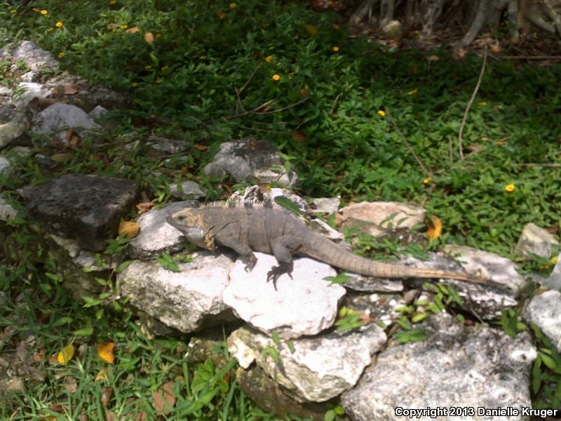 Gray's Spiny-tailed Iguana (Ctenosaura similis similis)