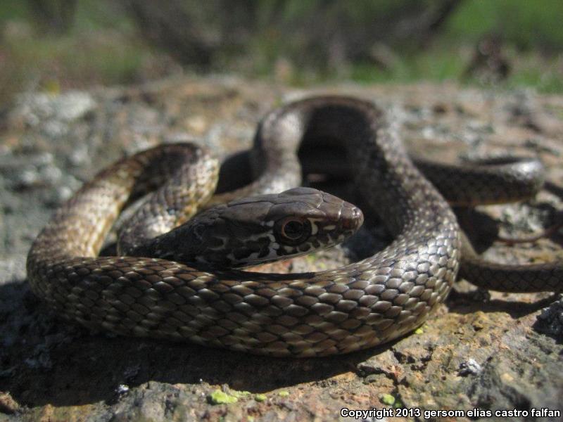 Baja California Coachwhip (Coluber fuliginosus)