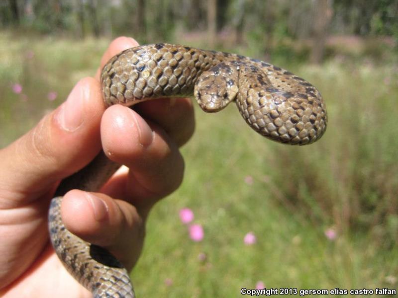 Lined Tolucan Earthsnake (Conopsis lineatus lineatus)