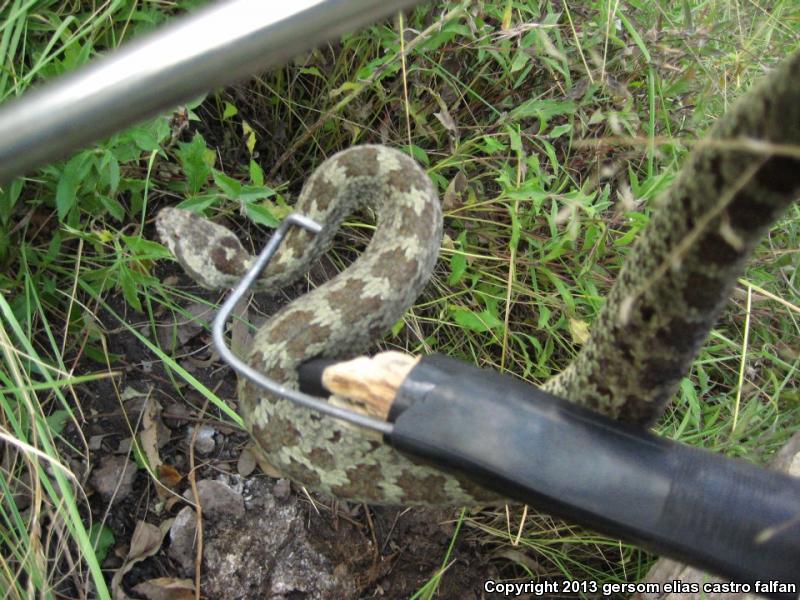 Queretaran Dusky Rattlesnake (Crotalus aquilus)