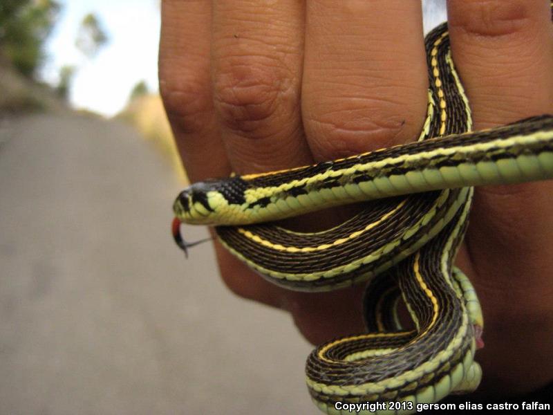 Tropical Black-necked Gartersnake (Thamnophis cyrtopsis collaris)