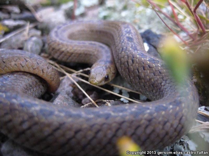 Lined Tolucan Earthsnake (Conopsis lineatus)