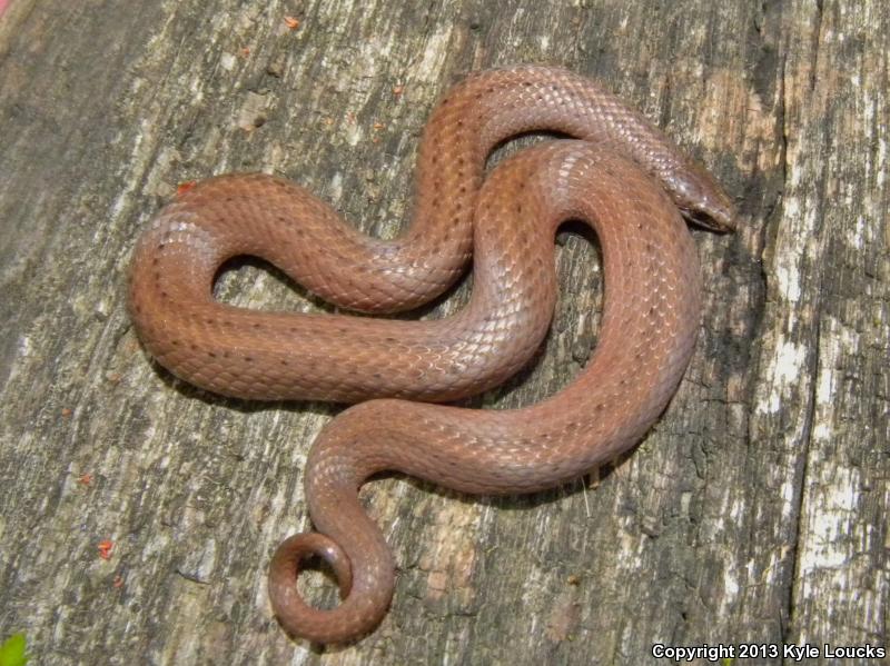 Mountain Earthsnake (Virginia valeriae pulchra)