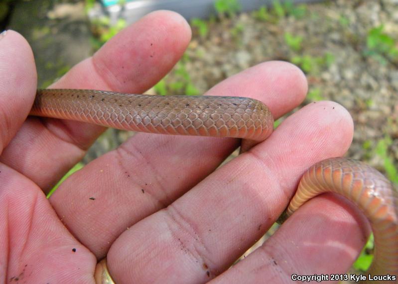 Mountain Earthsnake (Virginia valeriae pulchra)