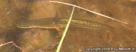 Red-Spotted Newt (Notophthalmus viridescens viridescens)