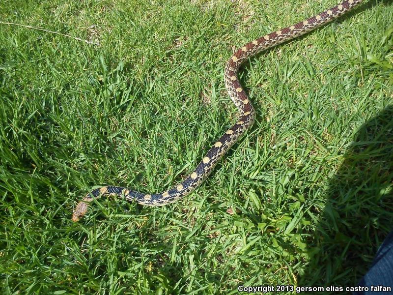 Mexican Bullsnake (Pituophis deppei deppei)