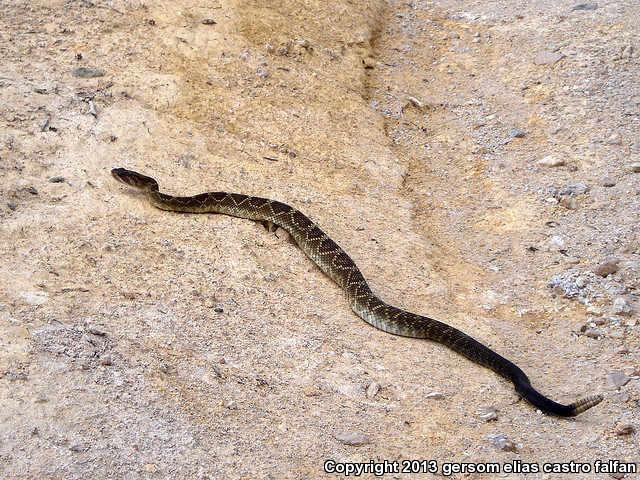 Mexican Black-tailed Rattlesnake (Crotalus molossus nigrescens)