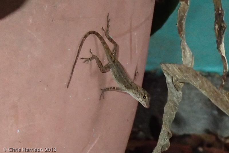 Puerto Rican Crested Anole (Anolis cristatellus cristatellus)