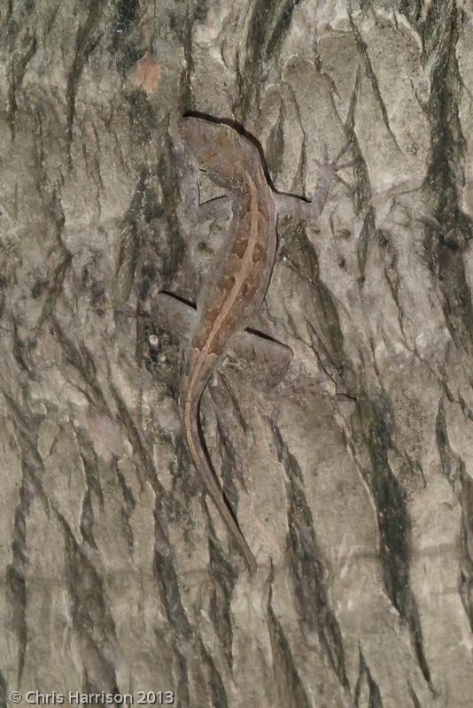 Puerto Rican Crested Anole (Anolis cristatellus cristatellus)