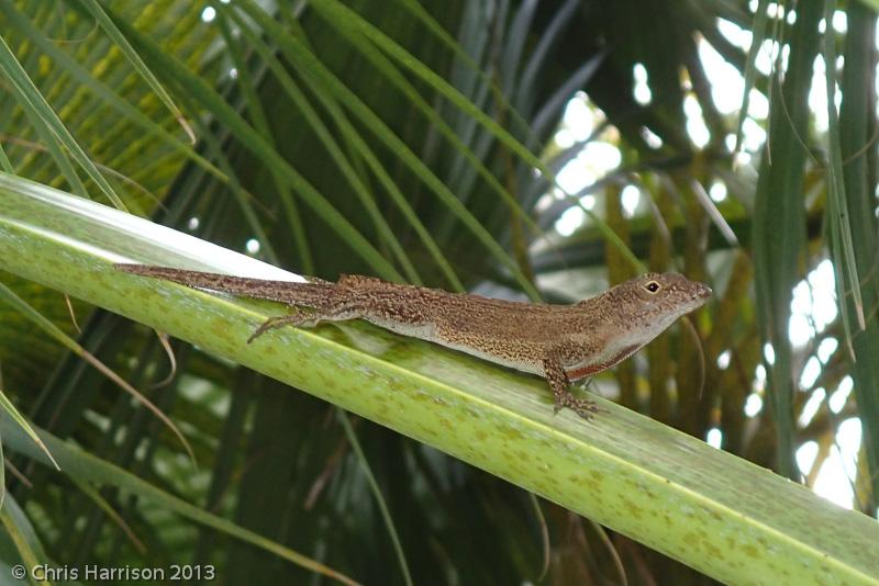 Puerto Rican Crested Anole (Anolis cristatellus cristatellus)