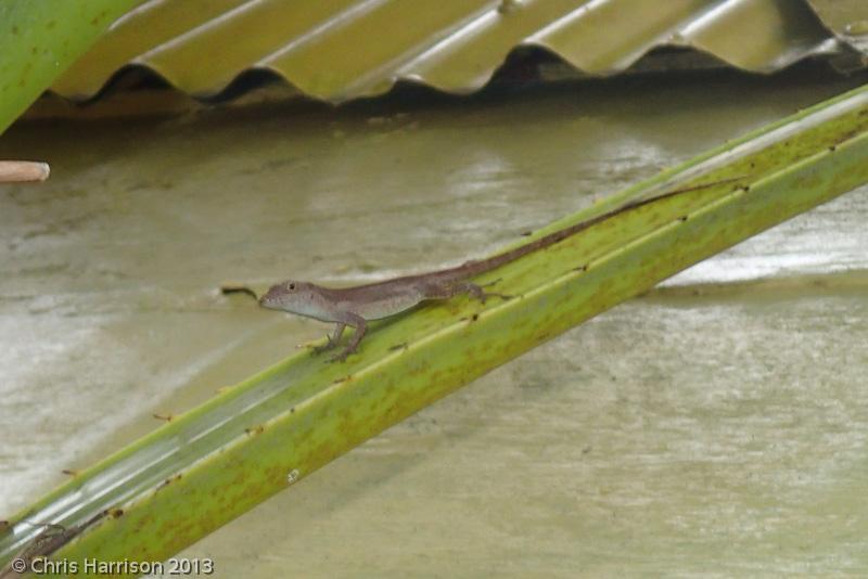 Puerto Rican Crested Anole (Anolis cristatellus cristatellus)