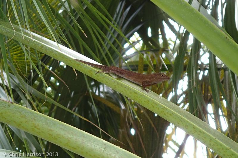 Puerto Rican Crested Anole (Anolis cristatellus cristatellus)