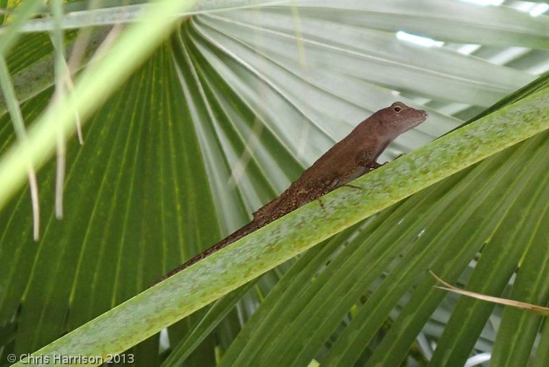 Puerto Rican Crested Anole (Anolis cristatellus cristatellus)