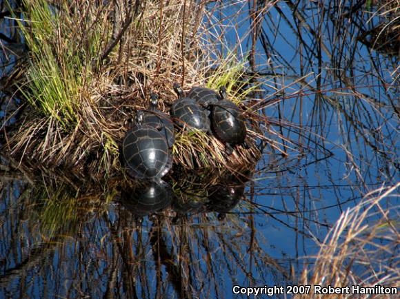 Eastern Painted Turtle (Chrysemys picta picta)