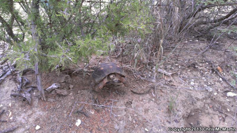 Texas Tortoise (Gopherus berlandieri)