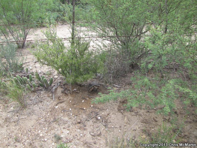 Texas Tortoise (Gopherus berlandieri)