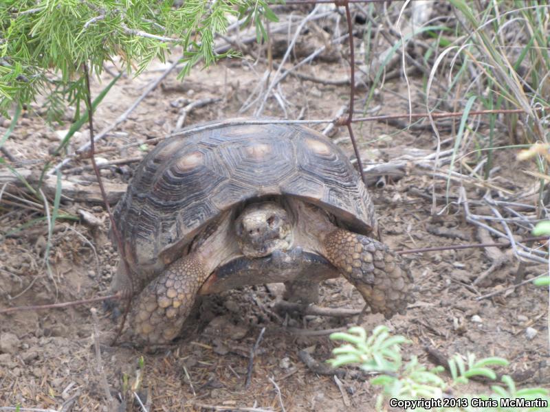 Texas Tortoise (Gopherus berlandieri)