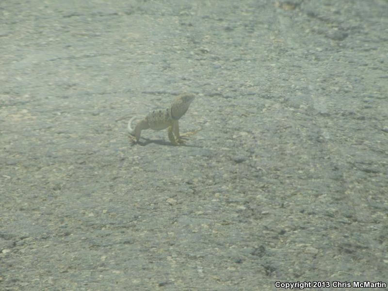 Reticulate Collared Lizard (Crotaphytus reticulatus)