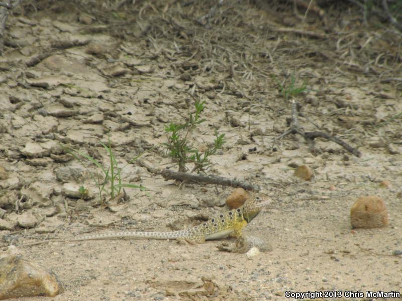 Reticulate Collared Lizard (Crotaphytus reticulatus)