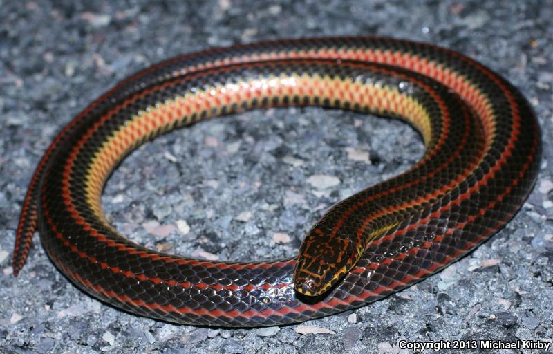 Common Rainbow Snake (Farancia erytrogramma erytrogramma)