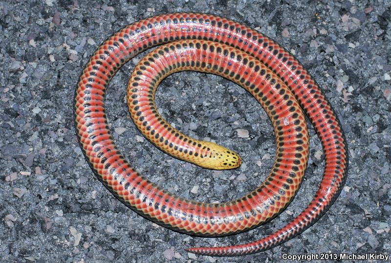 Common Rainbow Snake (Farancia erytrogramma erytrogramma)