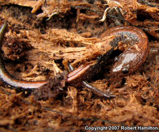 Eastern Red-backed Salamander (Plethodon cinereus)