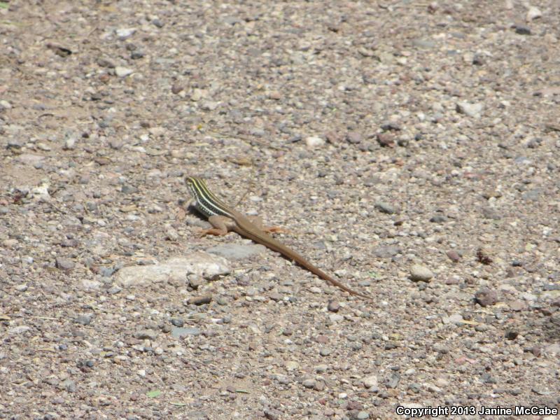 Giant Spotted Whiptail (Aspidoscelis burti stictogramma)