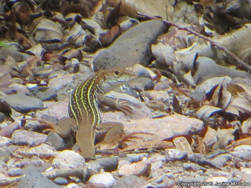 Giant Spotted Whiptail (Aspidoscelis burti stictogramma)