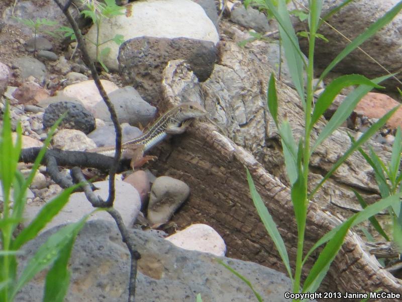 Giant Spotted Whiptail (Aspidoscelis burti stictogramma)