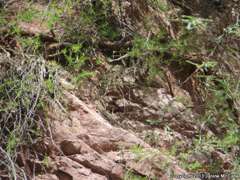 Giant Spotted Whiptail (Aspidoscelis burti stictogramma)