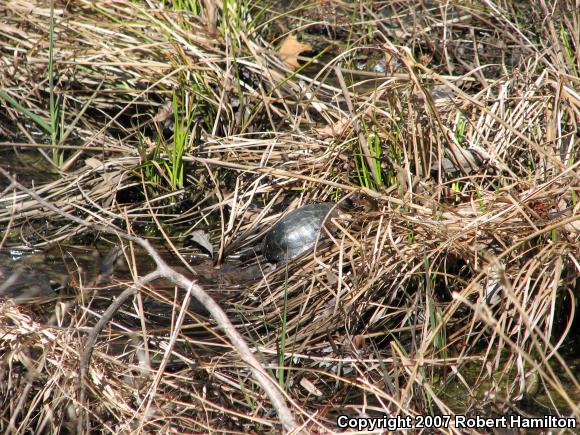 Spotted Turtle (Clemmys guttata)