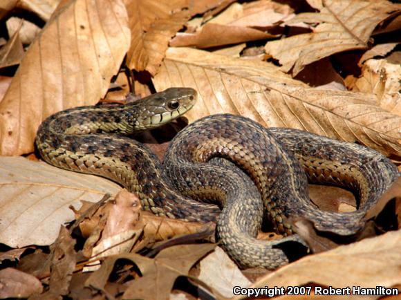 Eastern Gartersnake (Thamnophis sirtalis sirtalis)