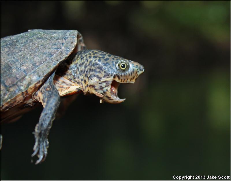 Loggerhead Musk Turtle (Sternotherus minor minor)