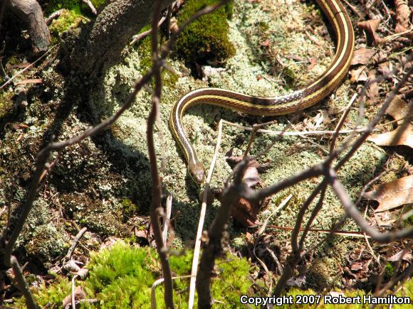 Eastern Ribbonsnake (Thamnophis sauritus sauritus)