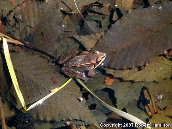 Wood Frog (Lithobates sylvaticus)