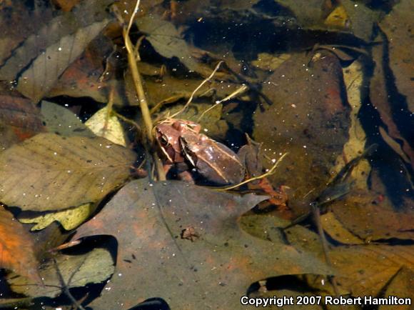 Wood Frog (Lithobates sylvaticus)