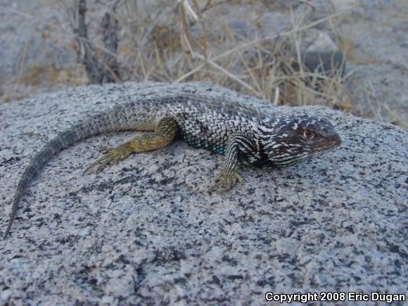 Baja California Spiny Lizard (Sceloporus zosteromus)