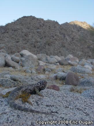 Baja California Spiny Lizard (Sceloporus zosteromus)