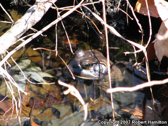 American Bullfrog (Lithobates catesbeianus)