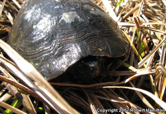 Spotted Turtle (Clemmys guttata)